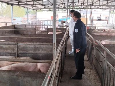 稳定生猪生产 防止产能"硬着陆" ‖莱西市首批生猪产能调控基地挂牌